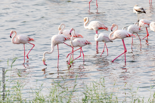 Great flamingos in the pond at Al Wathba Wetland Reserve in Abu Dhabi  UAE