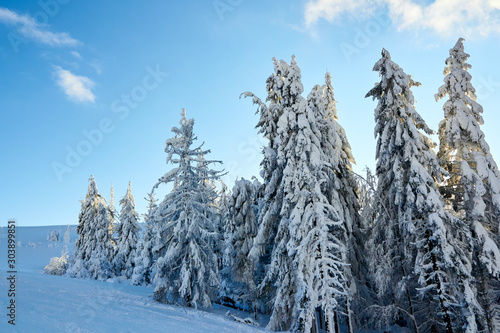 Winter rime and snow covered fir trees branches on mountainside on blue sky background on sunrise. Pine trees after heavy snowfall in the mountains on sunset. Backcountry ski resort frosty landscape.