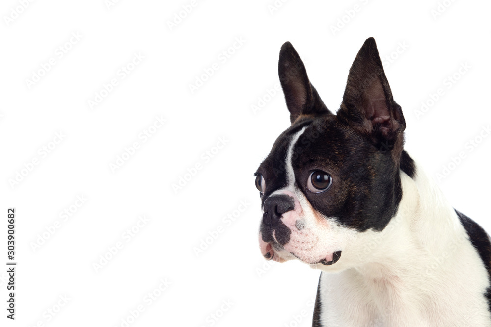 Portrait in Studio of a cute boston terrier