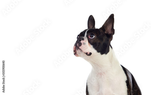Portrait in Studio of a cute boston terrier © Gelpi