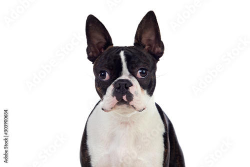 Portrait in Studio of a cute boston terrier