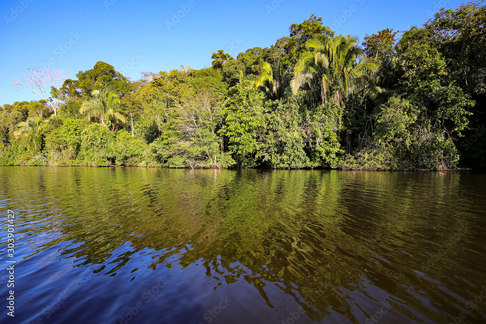 Tropical forest on the Sandoval lake. Tambopata, Peru.