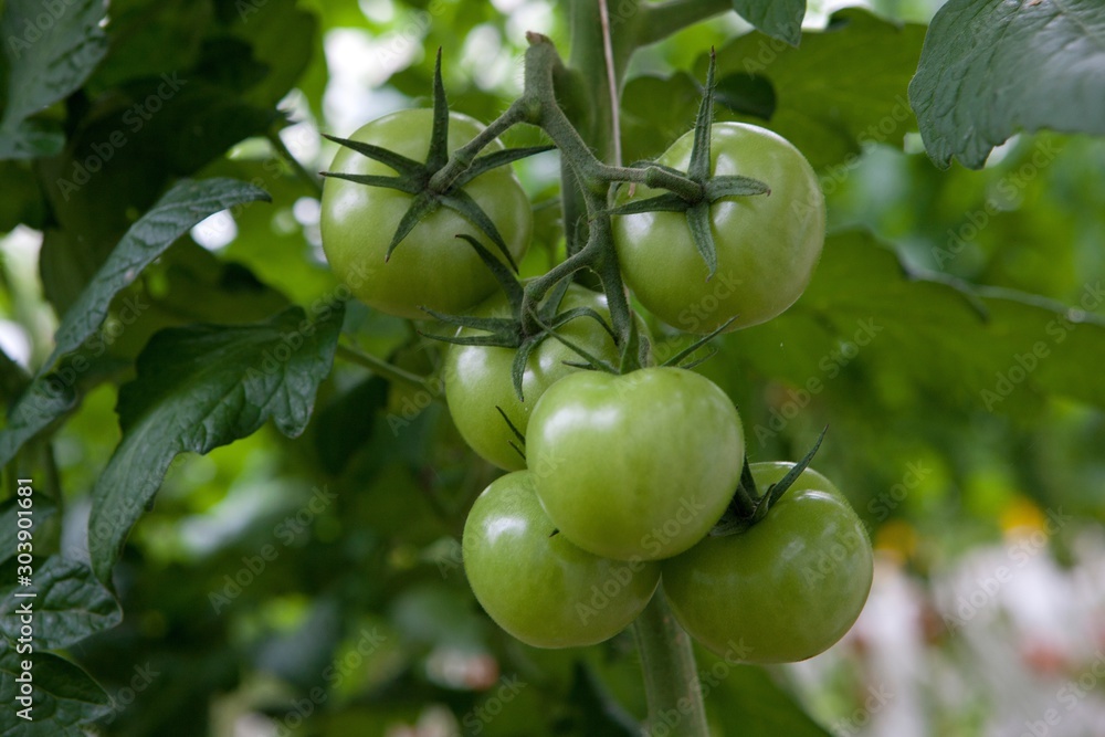 Greenhouse.  Horticulture. Growing Tomatoes netherlands