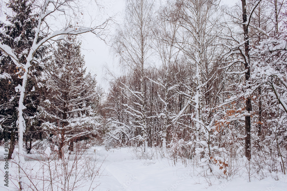 winter pine forest. Winter landscape with snowy trees. Winter background. winter pine forest. Winter landscape with snowy trees. Winter background.
