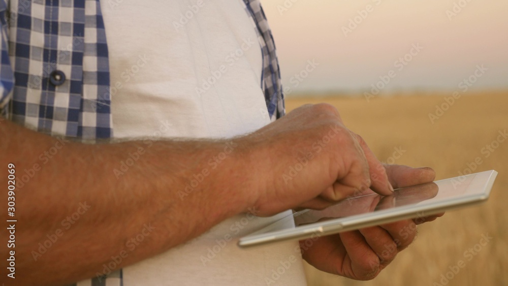 businessman with a tablet evaluates a grain harvest. close-up. hands of a farmer with a tablet. Farmer with a tablet works in a wheat field. A business man checks the quality of grain.