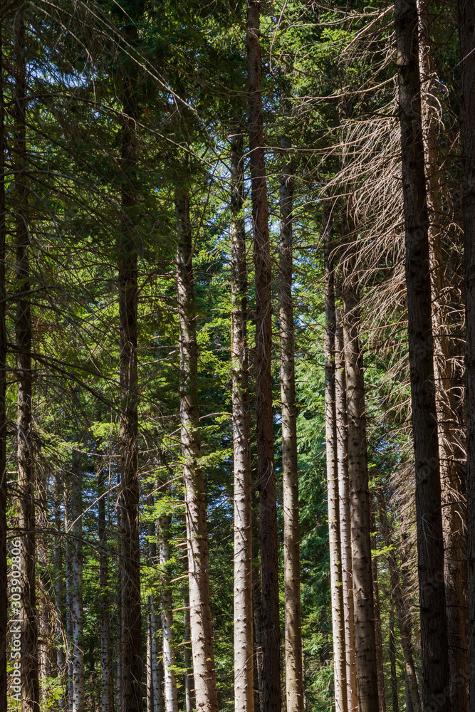 Fototapeta premium Trees in the wood during a sunny day