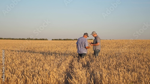 farmer and businessman with tablet working as a team in field. agronomist and farmer are holding a grain of wheat in their hands. Harvesting cereals. business man checks the quality of grain. © zoteva87