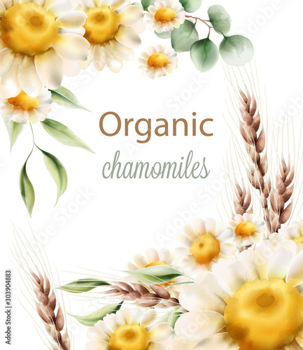 Organic chamomiles flowers with green leaves and wheat spike. Watercolor vector