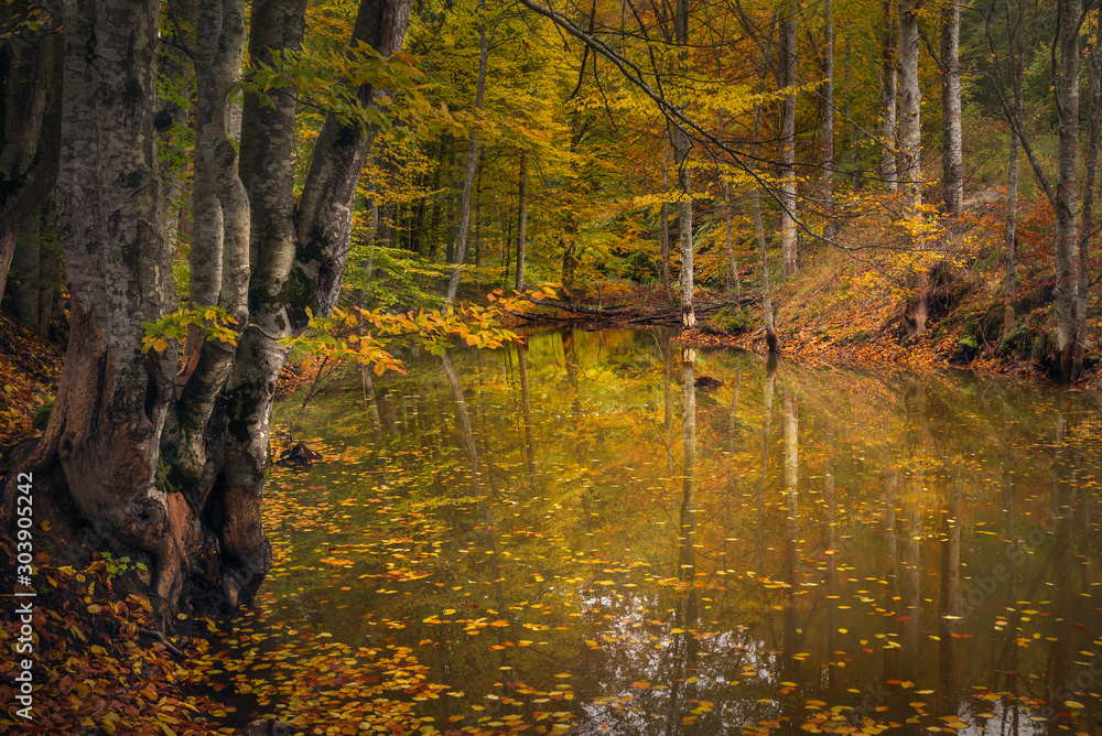 Φωτογραφία Small lake in the wood with beautiful reflectiion of the autumn colors of the fo