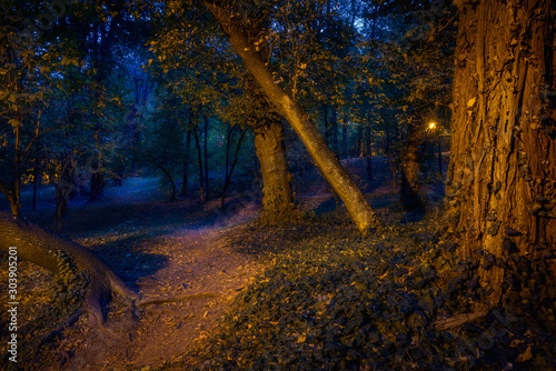 Path through urban forest at blue hour in the evening