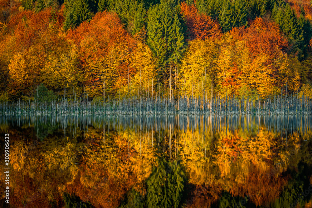 Beautiful reflection of a wood in a lake like a mirror