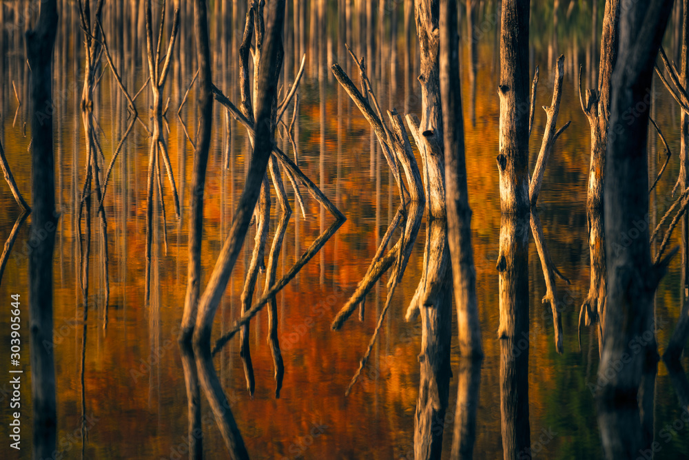 Φωτογραφία Detail of wizened trees coming out of the water with forest reflection in the la
