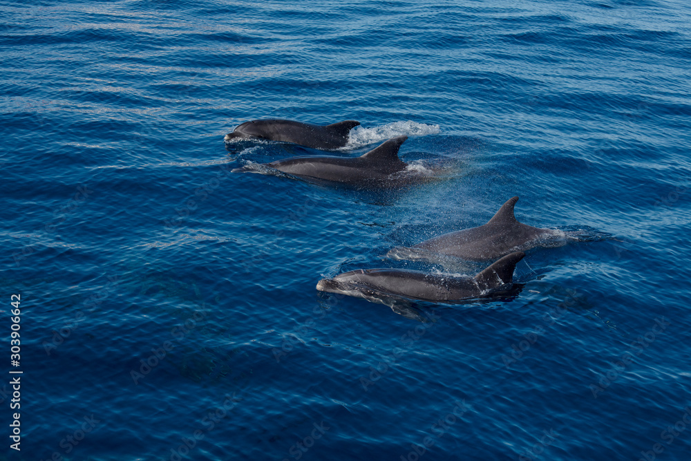 Fototapeta premium Delfine