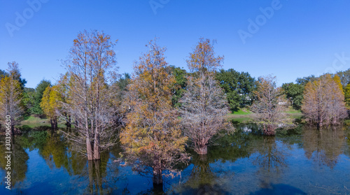 Metasequoia glyptostroboides tree grown in water