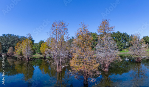 Metasequoia glyptostroboides tree grown in water