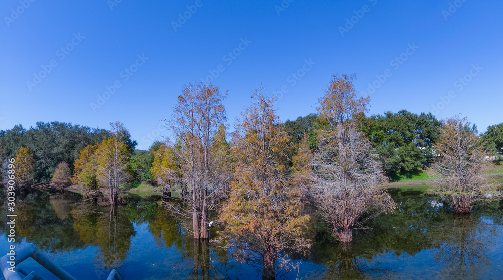 cypress tree grown in water