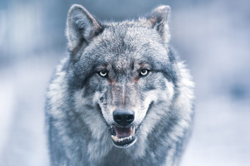 Canvas schilderij Blauw Donkere grijze wolf in schemering  © szczepank