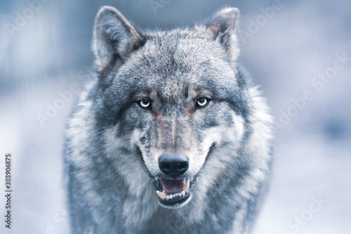 Scary dark gray wolf (Canis lupus) © szczepank