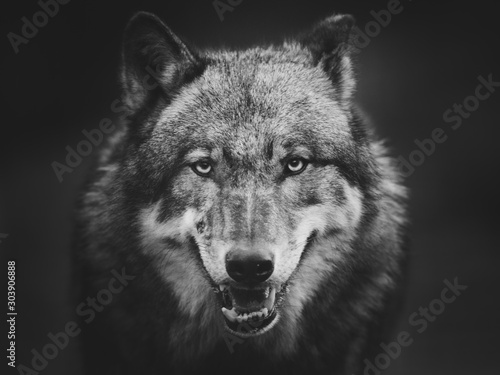 Canvastavla Scary dark gray wolf (Canis lupus)