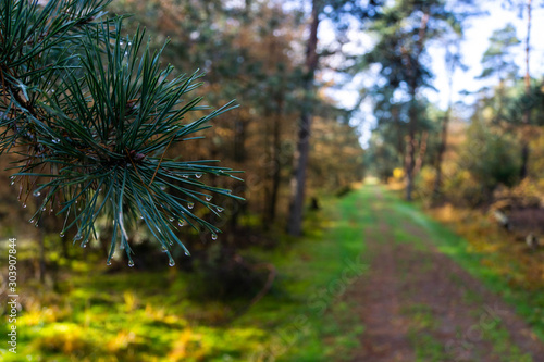 trees in the forest