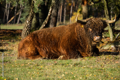 highland cow laying down in forrest