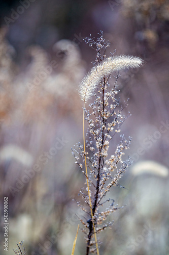 Foxtail grass © Alan