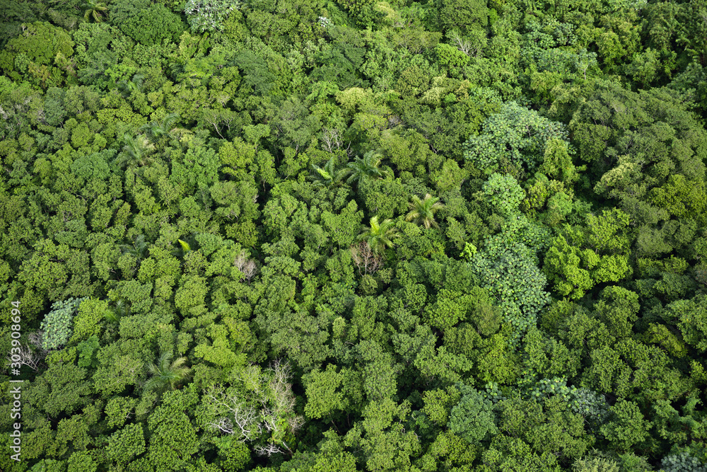 Aerial view of rain forest treetops on Mount Isabel de Torres Puerto Plata