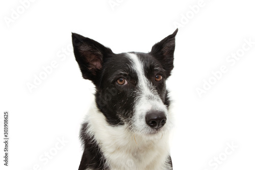angry border collie expression face. isolated on white background. © Sandra