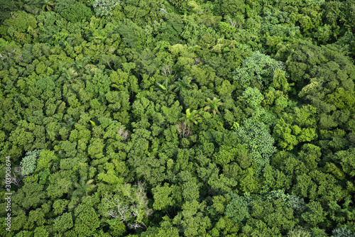 Aerial view of rain forest treetops on Mount Isabel de Torres Puerto Plata