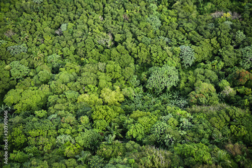 Aerial view of the green tops of rain forest trees on Mount Isabel de Torres Puerto Plata © Reimar