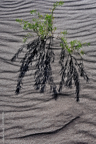 Scurfpea and shadow on rippled sand dune, Great Sand Dune National Park, Colorado  photo