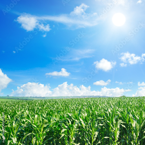 Green corn field and sun on bright blue sky.