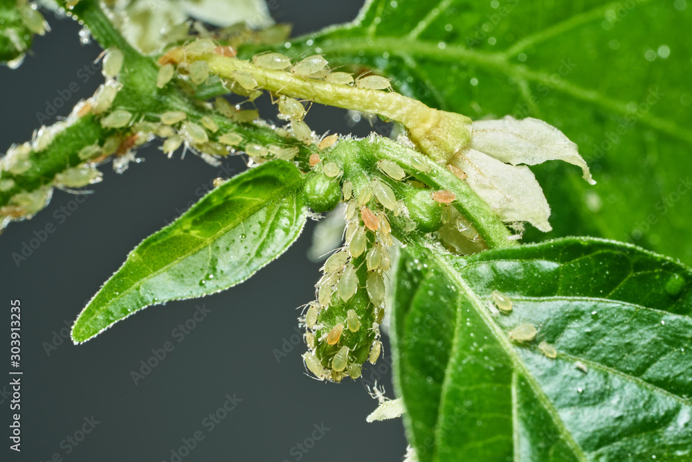 Φωτογραφία Insect pests, aphid, on the shoots and fruits of plants, Spider mite on flowers