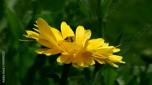 Die gelbe Ringelblume wird gerne von Insekten besucht (Nahaufnahme) photo