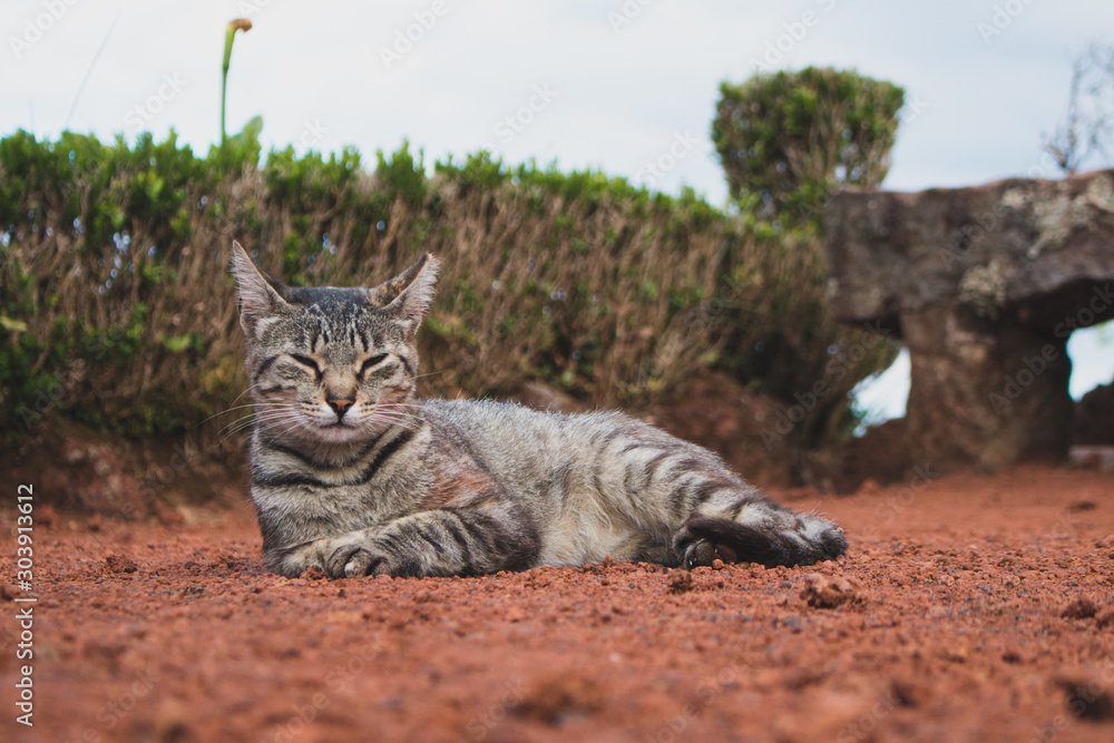 Obraz premium Homeless stray cat