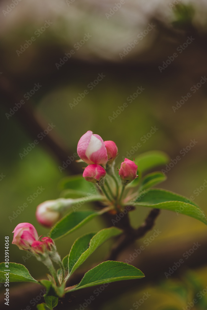 FLOR FLOR
