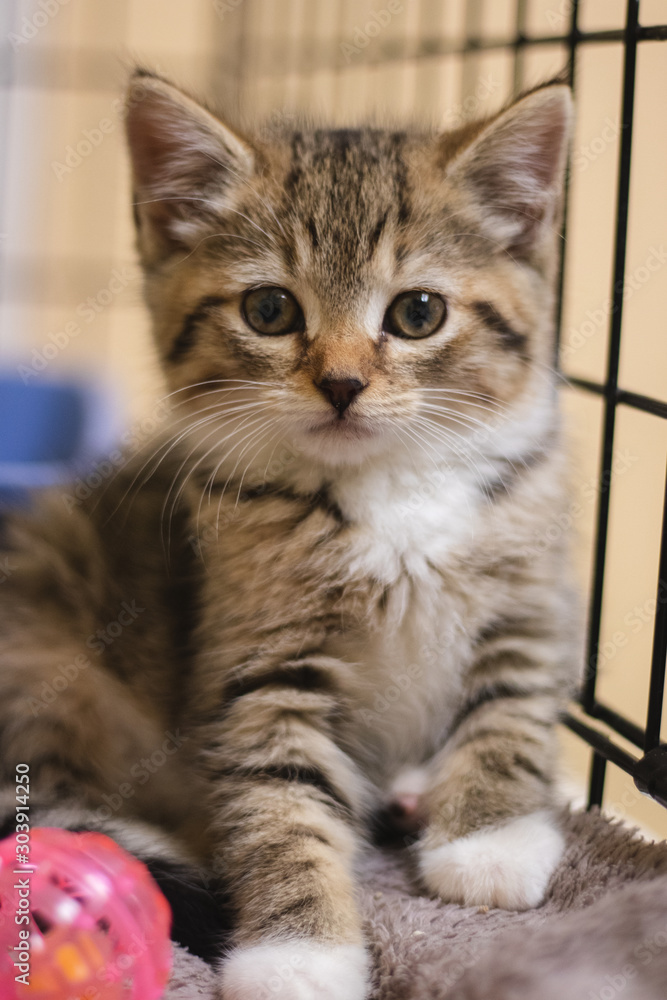 Adorable Kitten at the vet
