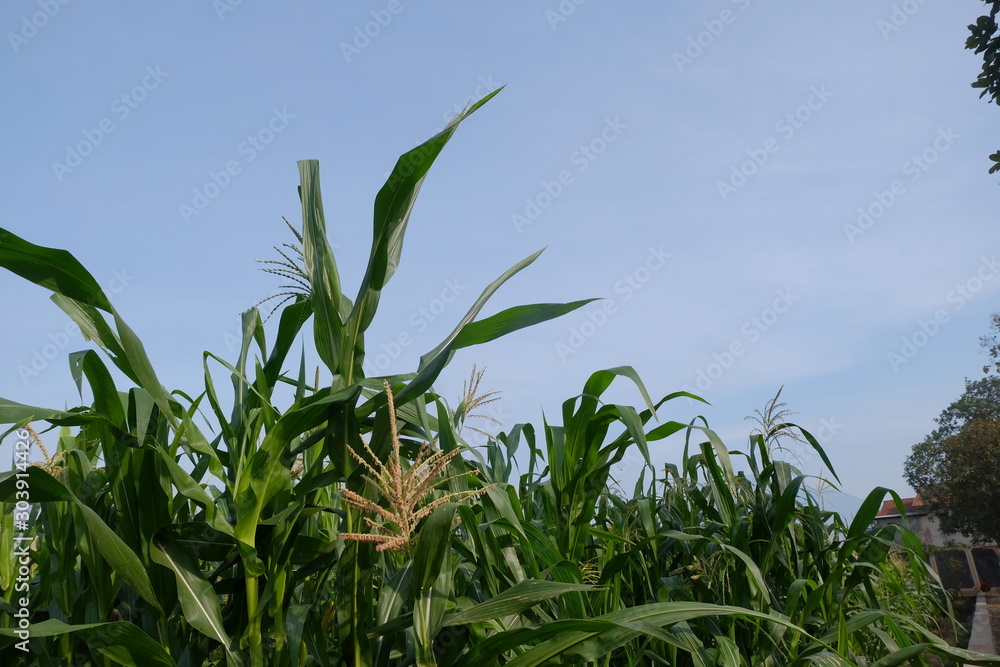 corn field have flowers crane view sun light in the morning corn field have flowers crane view sun light in the morning