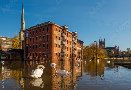 Fototapeta Naklejka Na Ścianę i Meble -  Flood and swans by Worcester bridge Worcestershire UK
