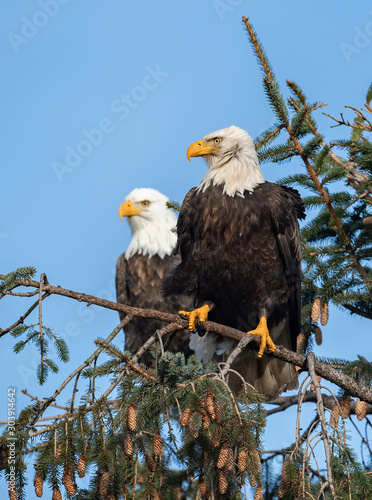 Bald Eagle in British Columbia, Canada 