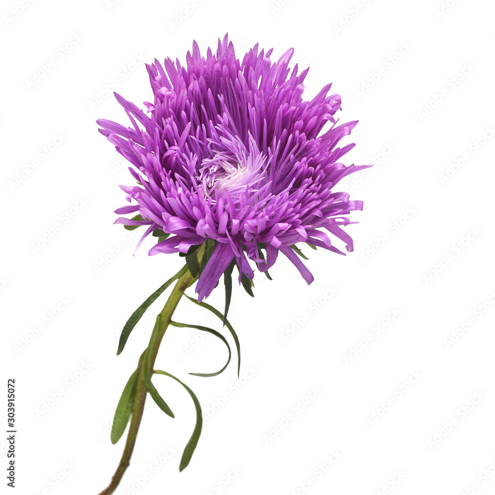 Violet flower aster isolated on white background. Macro, daisy. Floral pattern, object. Flat lay, top view Violet flower aster isolated on white background. Macro, daisy. Floral pattern, object. Flat lay, top view