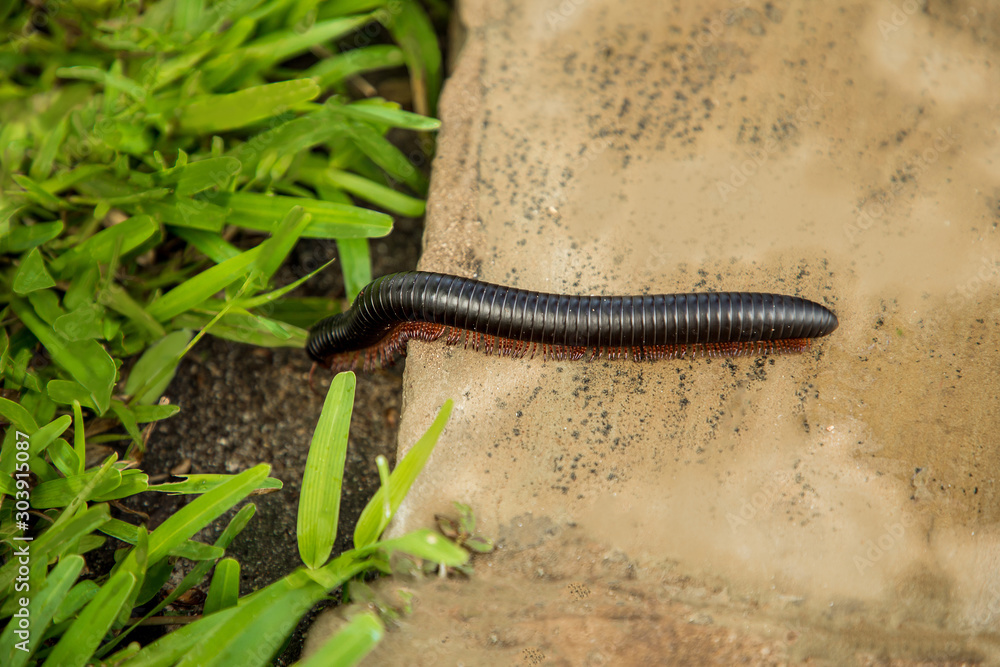 A harmless African giant black millipede with its many legs crosses the road in Kenya