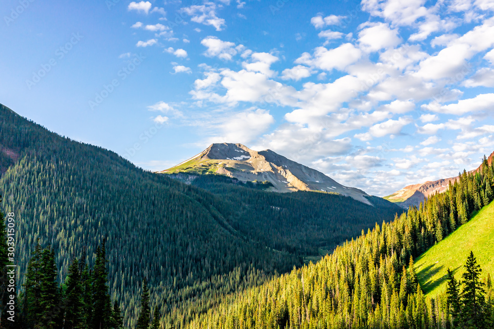 Coniferous pine spruce trees forest pattern view from trail to Ice lake in Silverton, Colorado in August 2019 summer morning sunrise green valley and peak