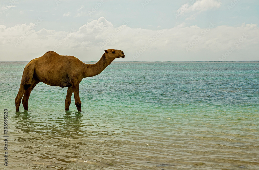 Φωτογραφία .a single-humped camel stands in the water in a lake or in the sea or in the oce