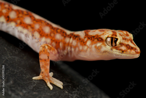 Beaded gecko (Lucasium damaeum)