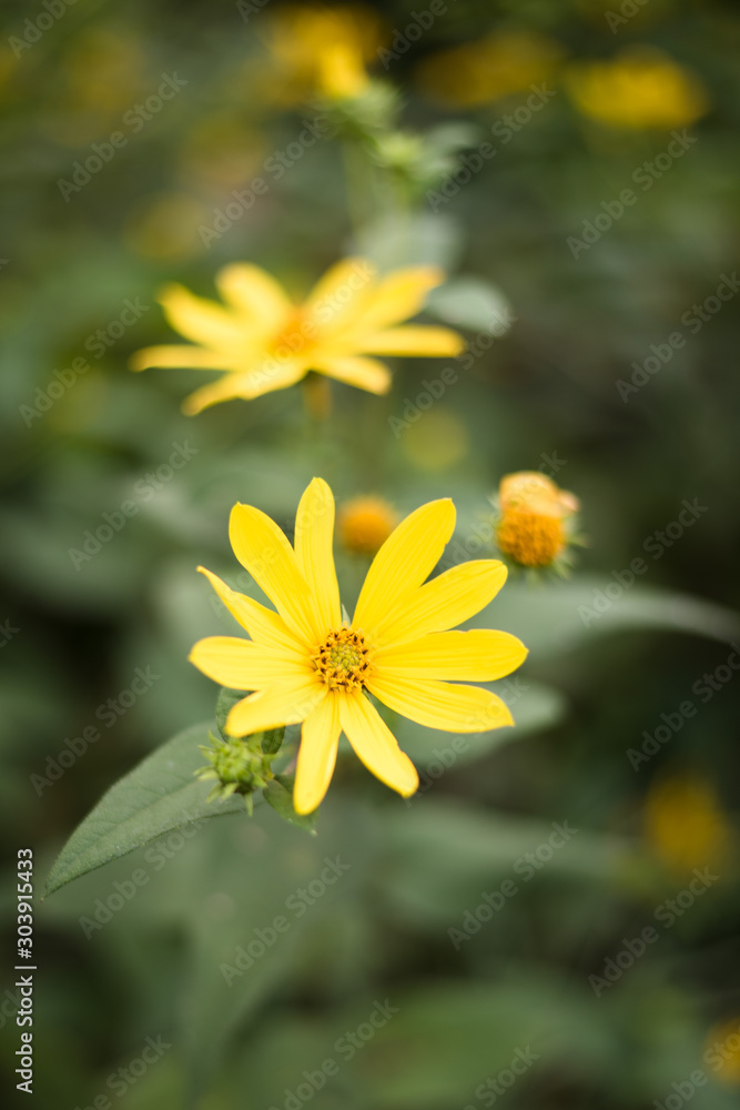 yellow flowers along the path yellow flowers along the path