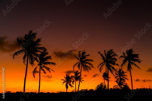 .black silhouettes of tall African palm trees against a bright orange-red sunset sky