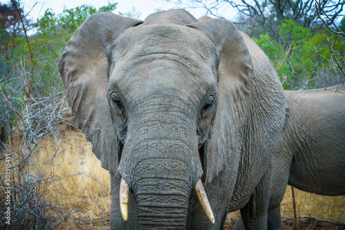 elephant in kruger national park, mpumalanga, south africa 27 photo