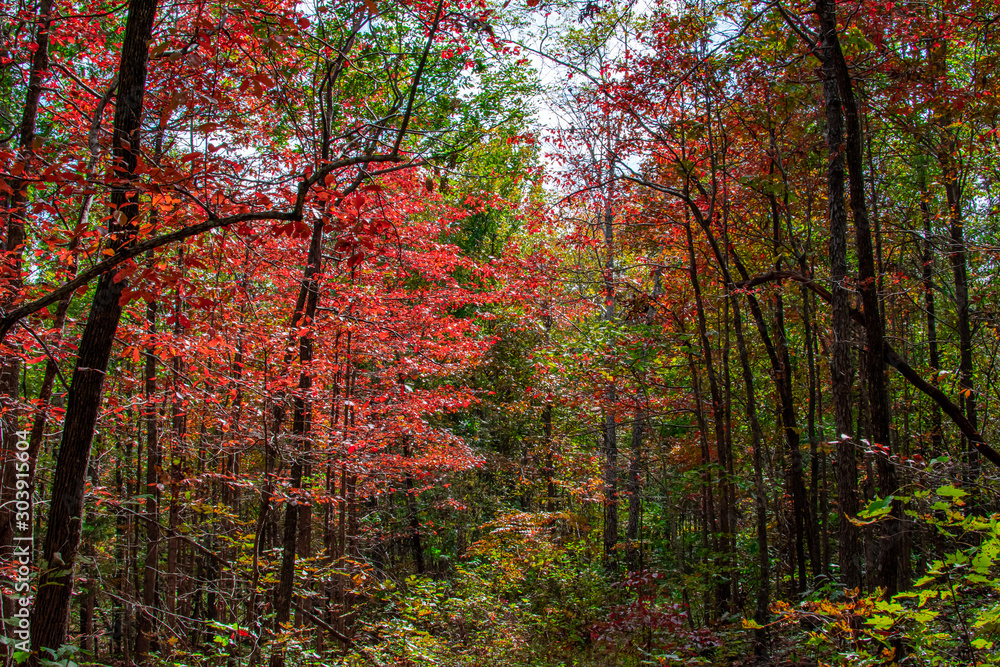 Fotografie Beautiful Arkansas fall foliage