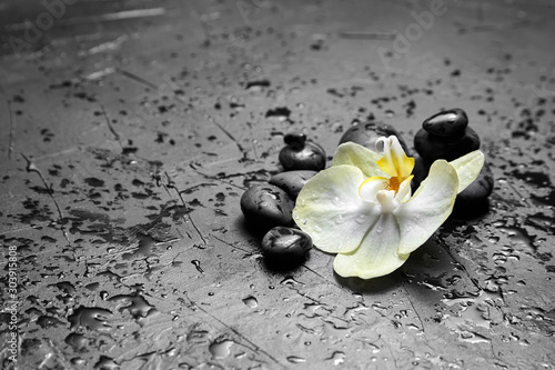 Pebbles and white yellow flower on black background with copy space. Spa stones and orchid with water drops